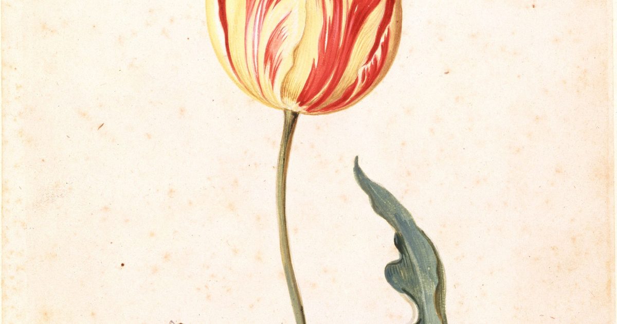 Mini-expo: In de Ban van de Tulp — Amsterdam Museum, Amsterdam