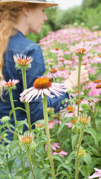 Geneeskundige planten wildplukken