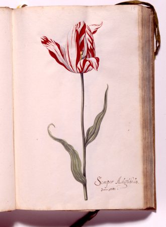 Semper Augustus, Tulpenboek, 17e eeuw, Collectie Six
