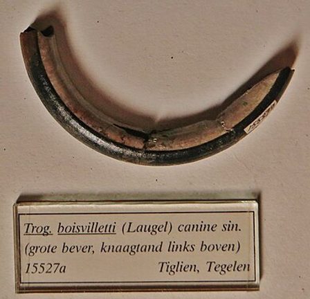 Knaagtand van de Trogontherium beschreven door Antje Schreuder, foto Teylers Museum