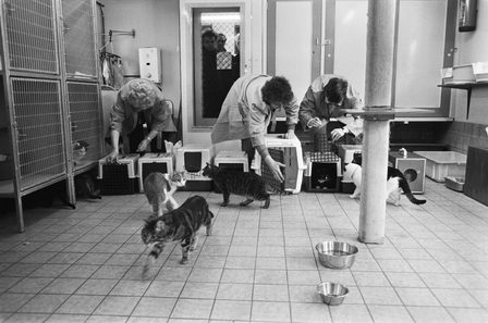 Mevrouw H. van Weelde en collega's openen kooien op Poezenboot op Singel in Amsterdam 1986, foto Nationaal Archief Roland Gerrits Anefo