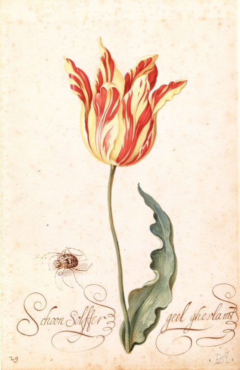 Tulp van Assteyn, Tulpenboek, 17e eeuw, Collectie Six