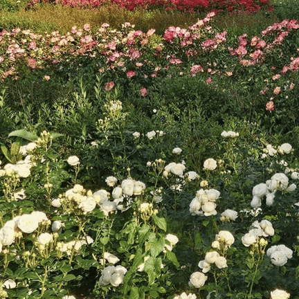 Rosarium Vondelpark (foto: Evy Kras)