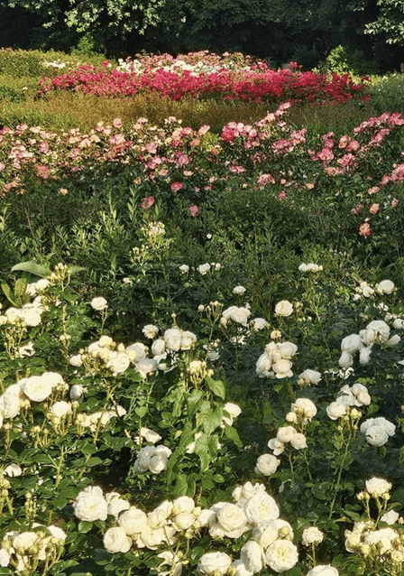 Rosarium Vondelpark (foto: Evy Kras)